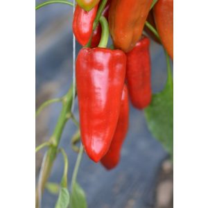 Agrosel Apulum F1 kápia paprika 20 szem